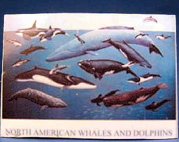 Whale & dolphin chart