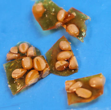 Peanut brittle package
