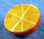 Half orange - 2 pieces