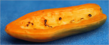 Papaya cut in half