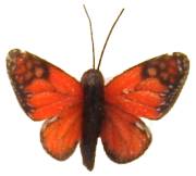 Butterfly/ moth
