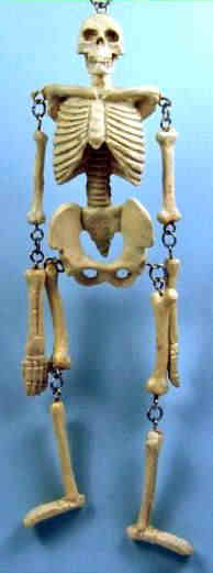 Skeleton - articulated