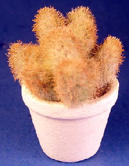 Cactus plant - Click Image to Close