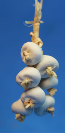 Hanging garlic