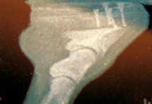 Horse x-ray - Click Image to Close