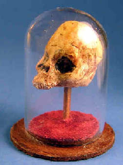 Skull in dome