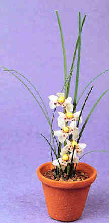 Orchid "C"