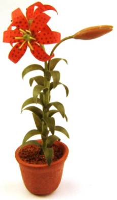Western lily - red