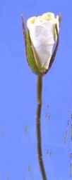Rose bud long stemmed - white