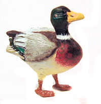 Standing mallard duck