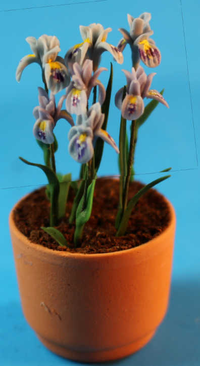 Irises in terra cotta pot