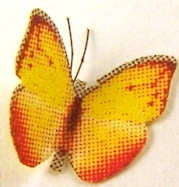 Butterfly/ moth