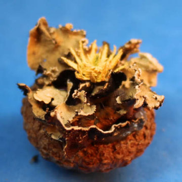 Flower filled acorn