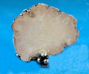 Datolite on stand (image for) Datolite on stand