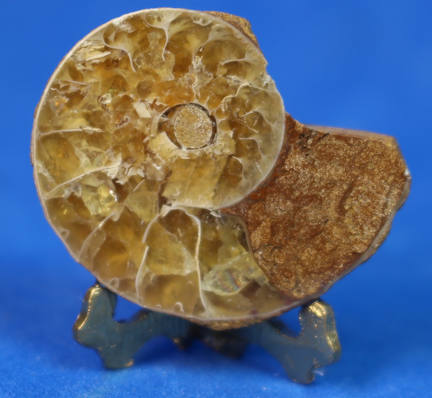 (image for) Fossil ammonite from Madagasgar