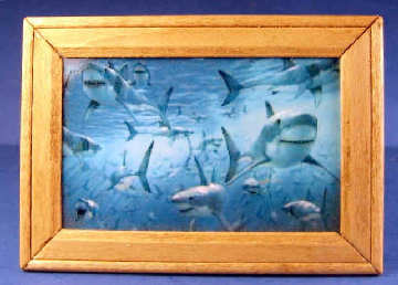 (image for) Sharks picture