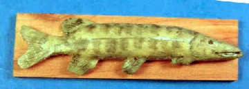 (image for) Mounted fish