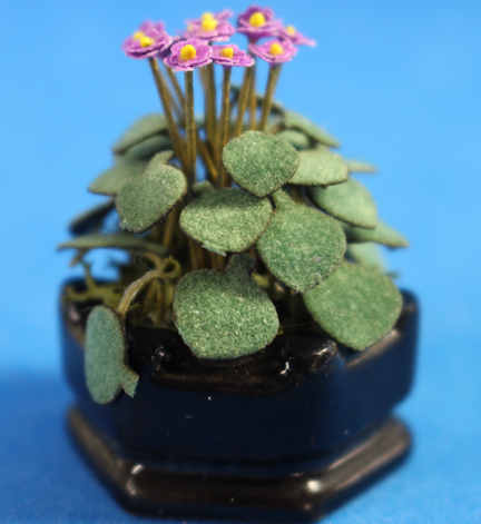 (image for) Violets in pot