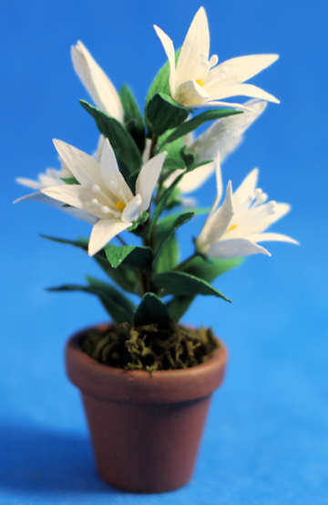 (image for) Lilies in pot