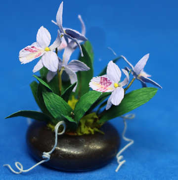 (image for) Orchid - lavender