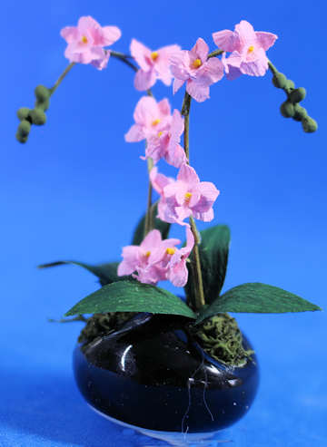 (image for) Orchid - pink