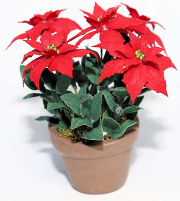 (image for) Poinsettia