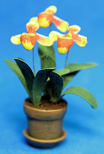 (image for) Orchid - yellow/reddish brown