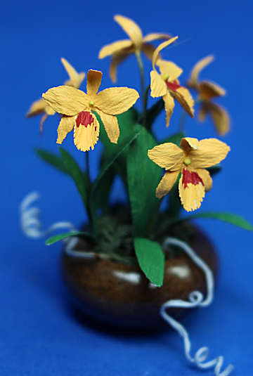 (image for) Orchid - yellow/red