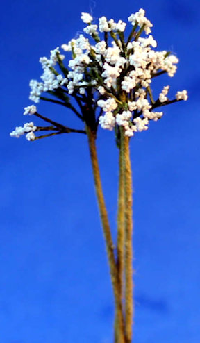 White flowers on stems