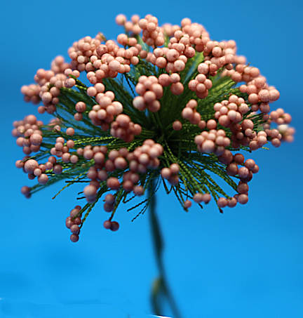 Small pink flowers