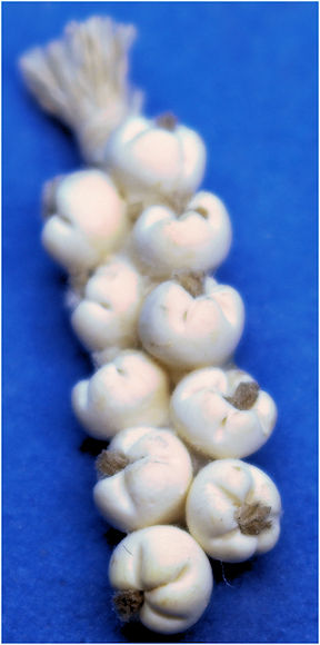 (image for) Hanging garlic