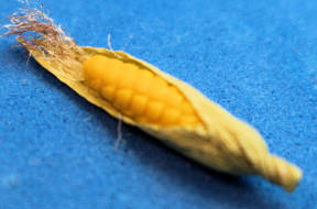 Ear of corn (image for) Ear of corn