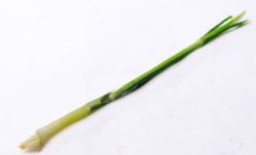 Scallion (image for) Scallion
