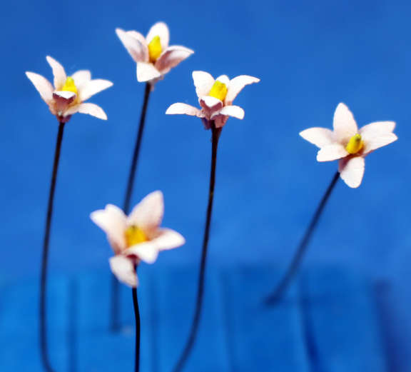 (image for) Individual flowers - set of 5