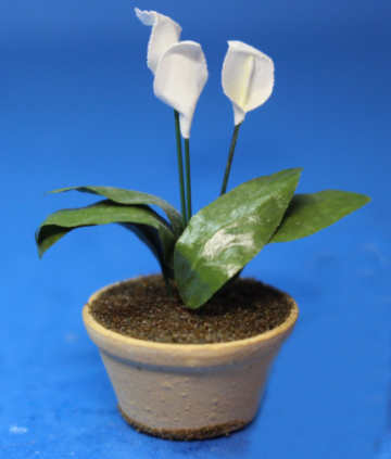 (image for) Anthurium