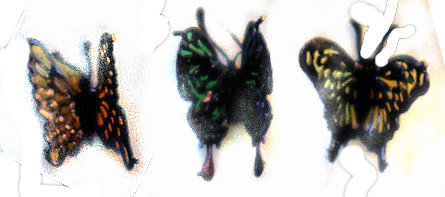 (image for) 3 butterflies