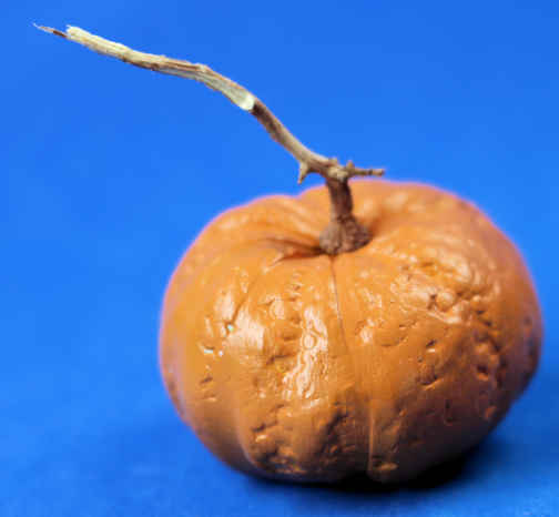 (image for) Pumpkin - large