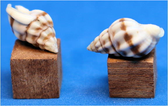 (image for) Seashell display