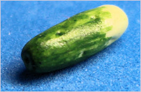 (image for) Cucumber - partially peeled