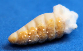 (image for) Cream horn