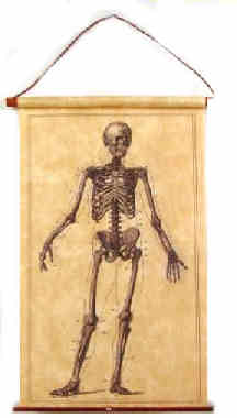 Medical chart - skeleton - Click Image to Close