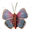 (image for) Butterfly/ moth