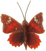 (image for) Butterfly/ moth