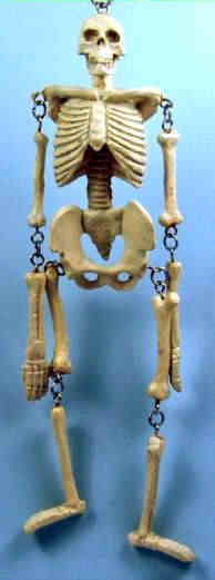 (image for) Skeleton - articulated