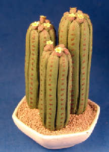 Cactus group