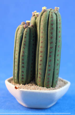 (image for) Cactus group