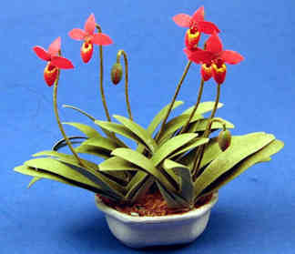 Lady Slipper orchids - red