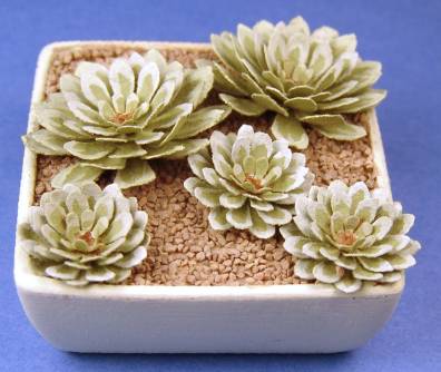 Echivera succulents - green