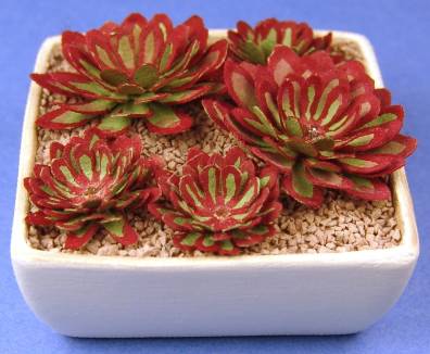 Echivera succulents - red
