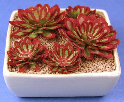 (image for) Echivera succulents - red